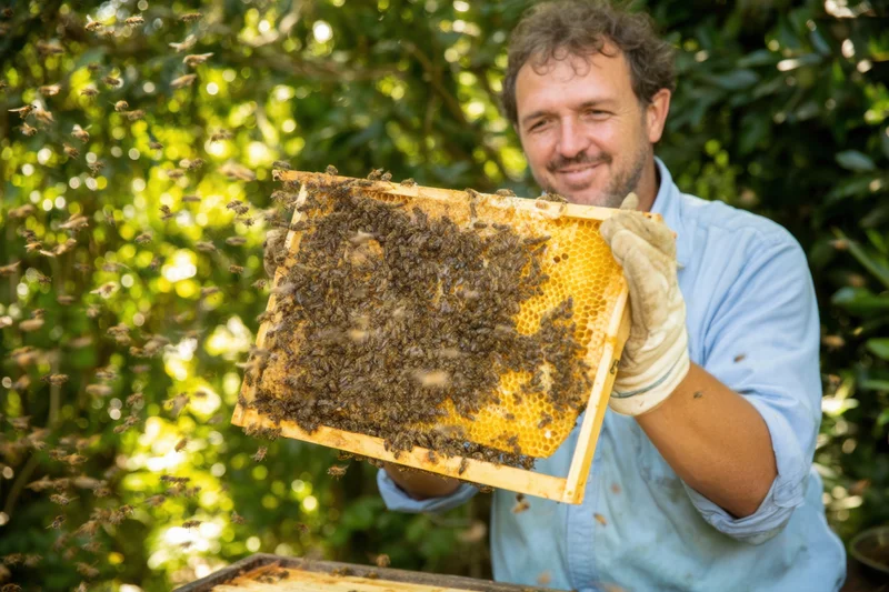 Beekeeper holding honeycomb frame with bees in garden