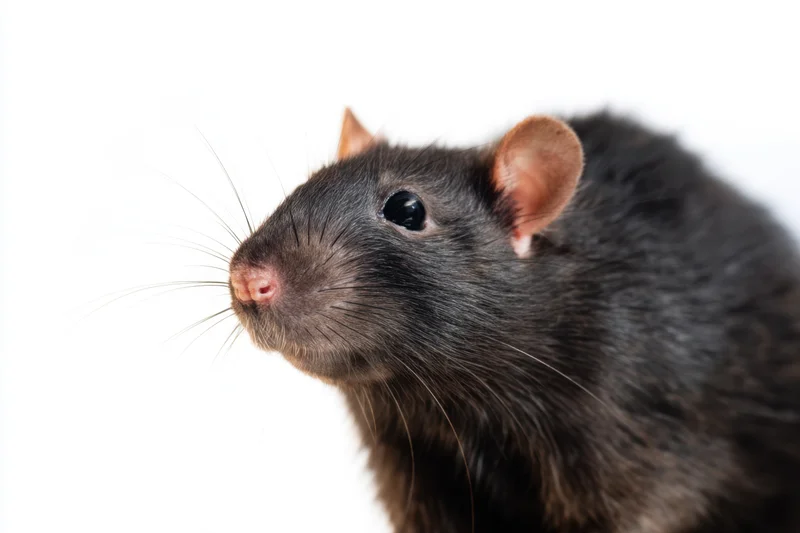 Black rat in profile view with smooth fur and prominent whiskers against white background