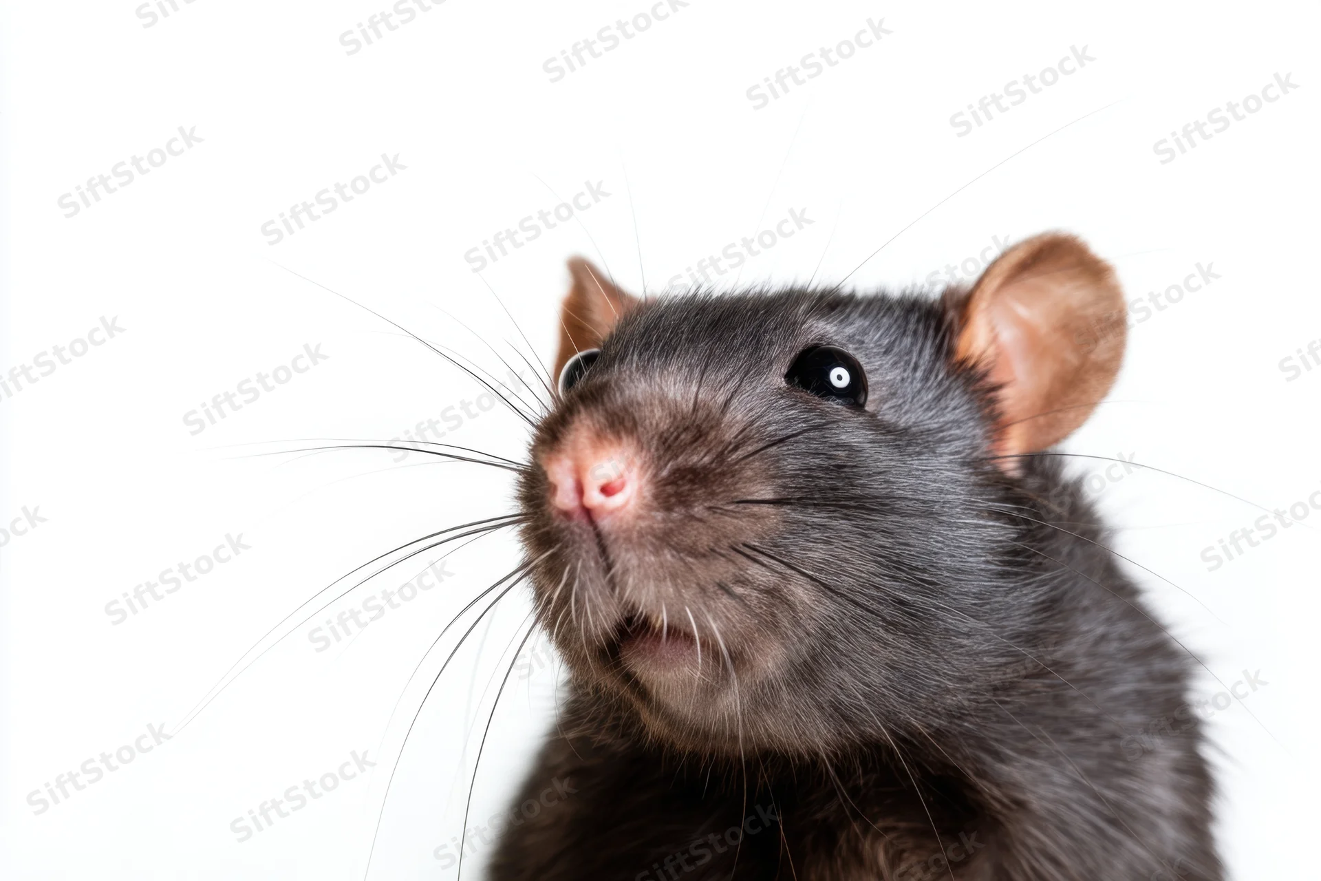 Black rat with smooth fur and long whiskers looking upward against white background