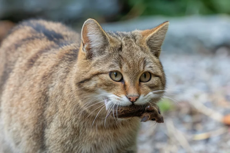 Cat holding a small mouse in its mouth outdoors on gravel ground
