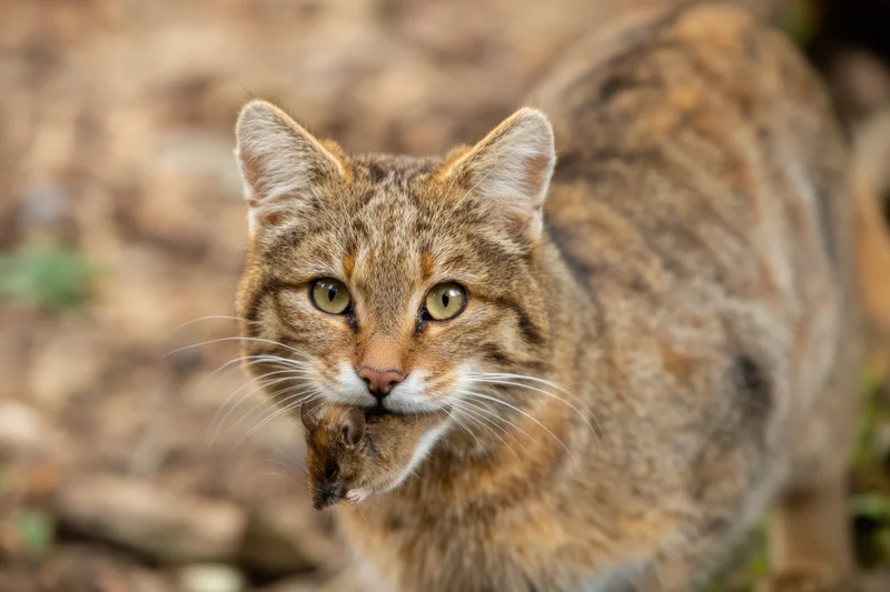 Wild cat holding a small mouse in its mouth in a forest setting