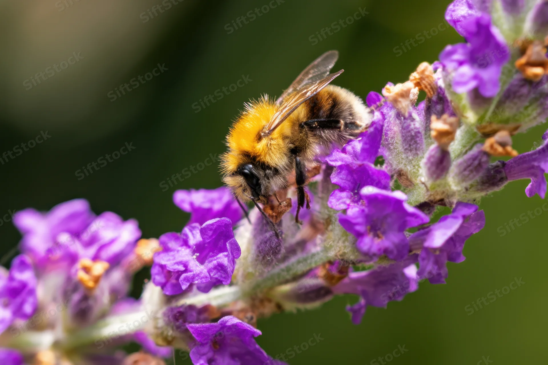 Bumblebee foraging on lavender flower in garden