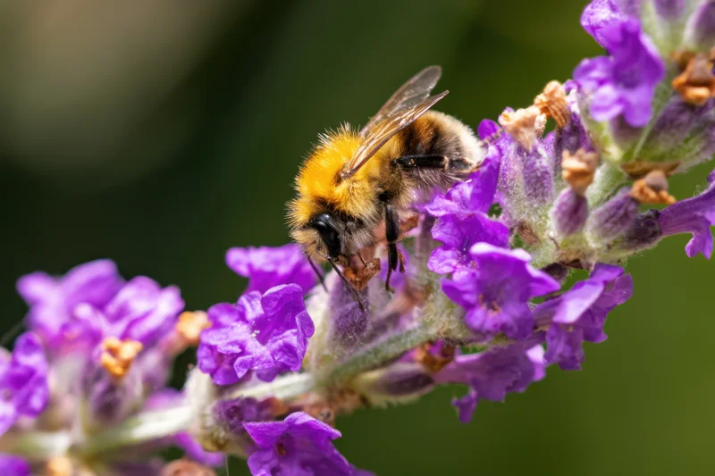 Bumblebee foraging on lavender flower in garden