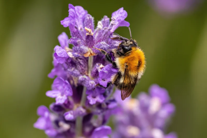 Bumblebee feeding on lavender flower in garden setting