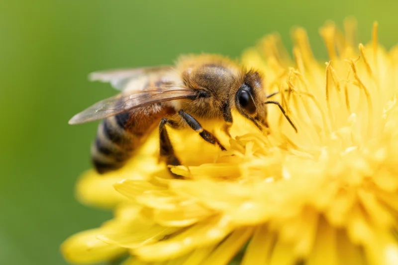 Honeybee foraging on a yellow dandelion flower in a garden setting