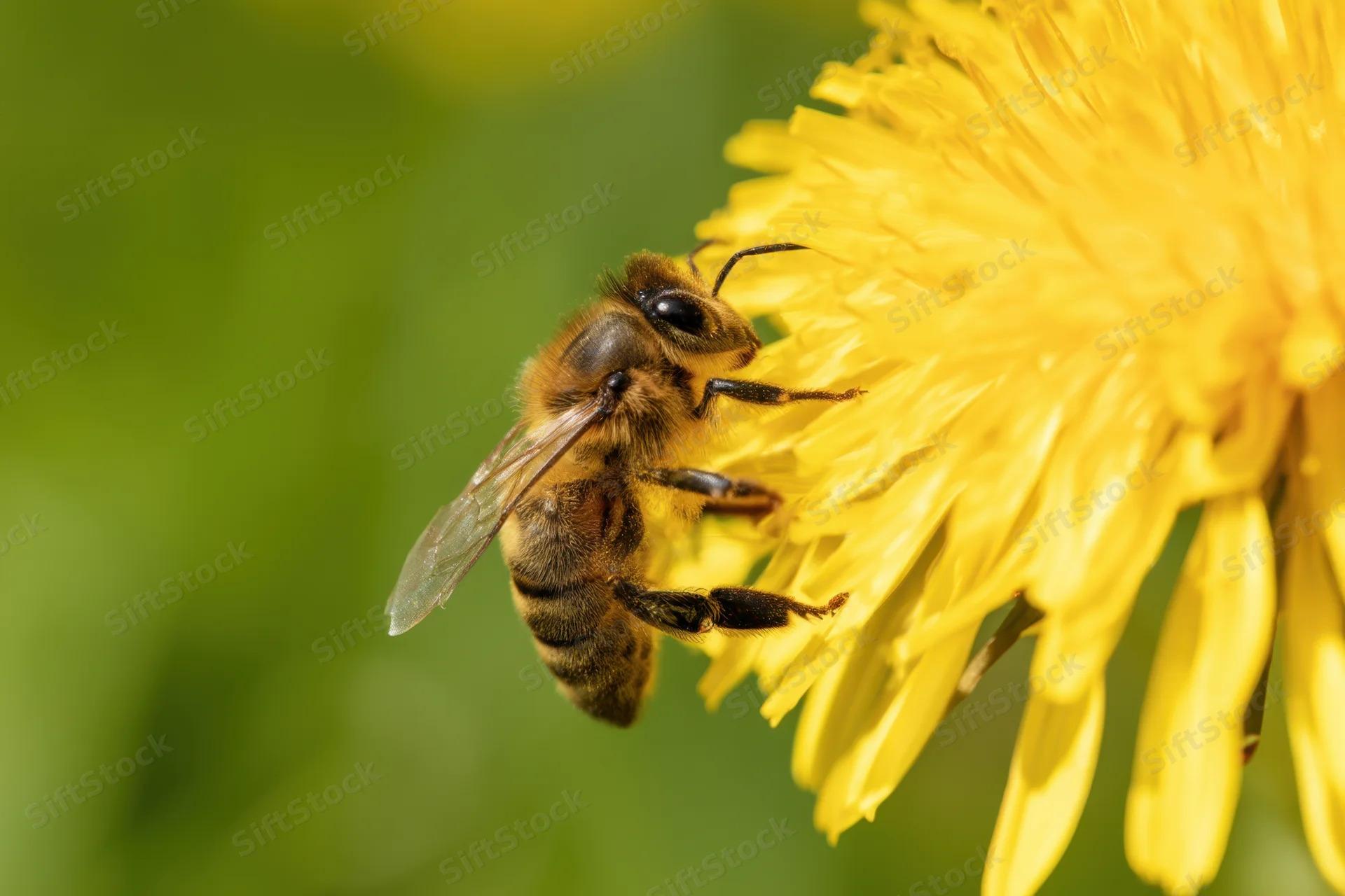 Honeybee foraging on a yellow dandelion flower in a garden setting