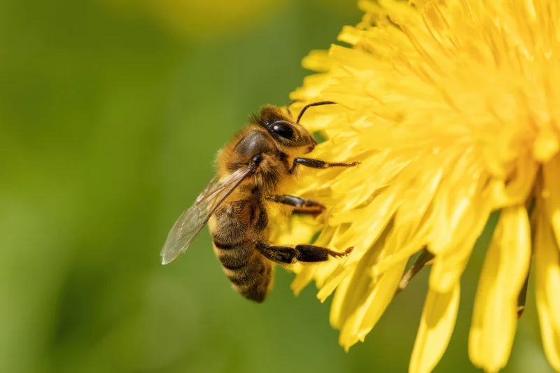 Honeybee foraging on a yellow dandelion flower in a garden setting