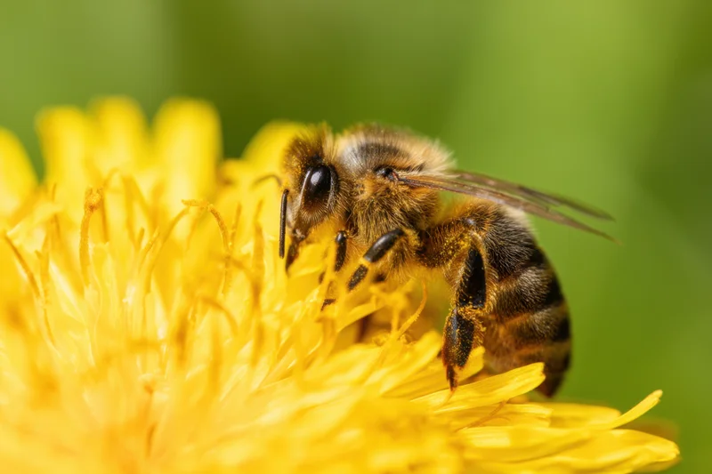 Honeybee foraging on a yellow dandelion flower in a garden setting
