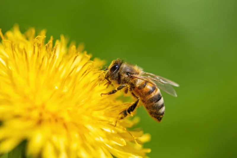 Honeybee feeding on a yellow dandelion flower in a green outdoor setting