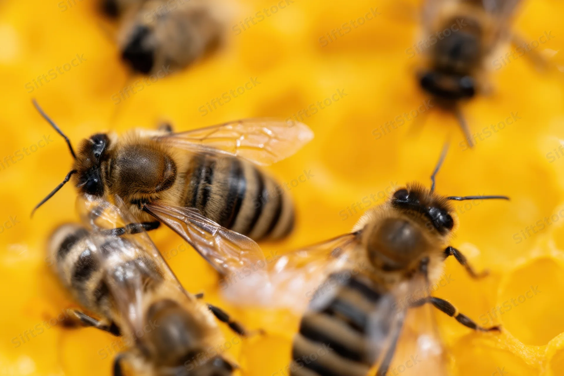Honeybees crawling on a honeycomb structure in a close-up view