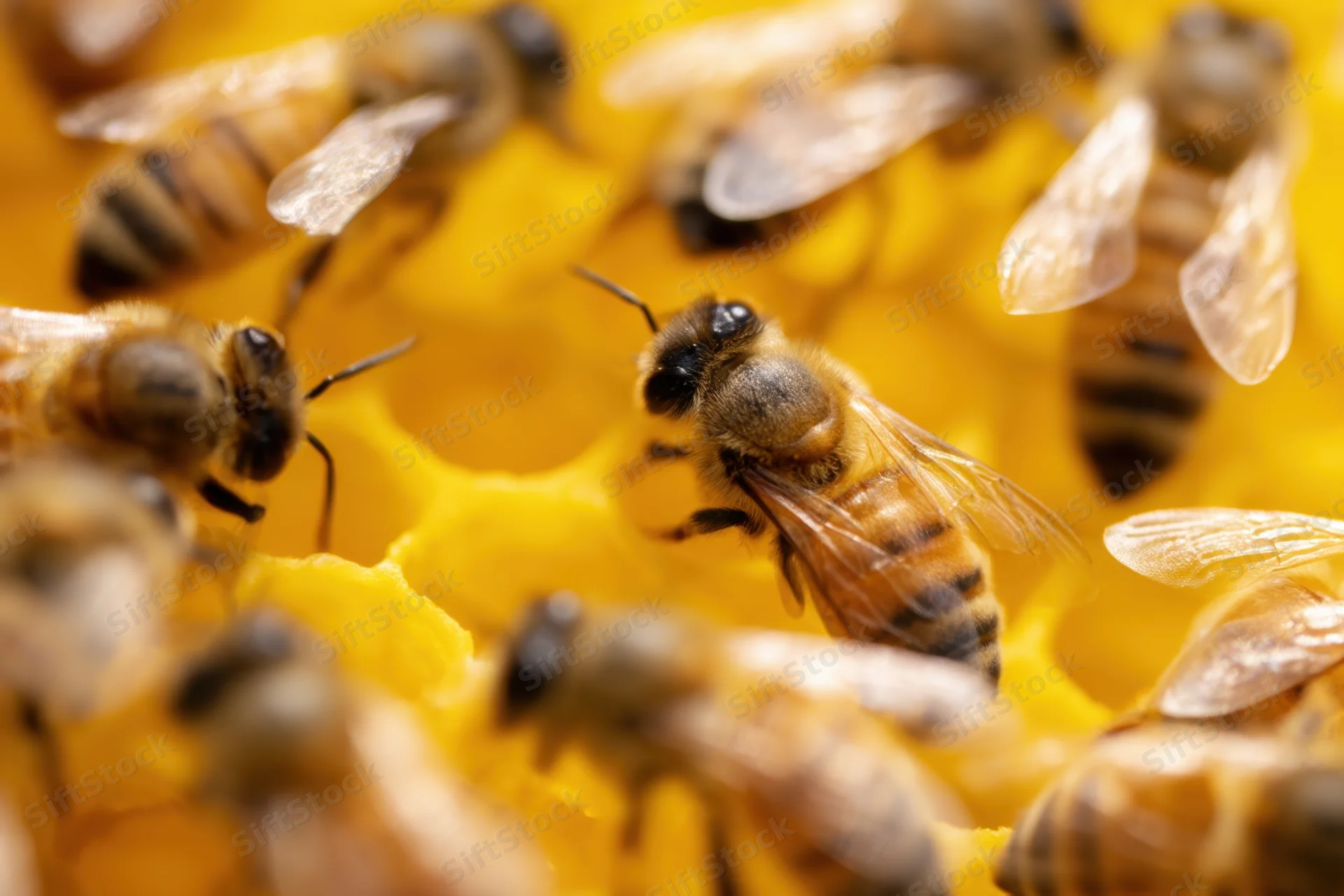 Honeybees crawling on a honeycomb structure in a hive