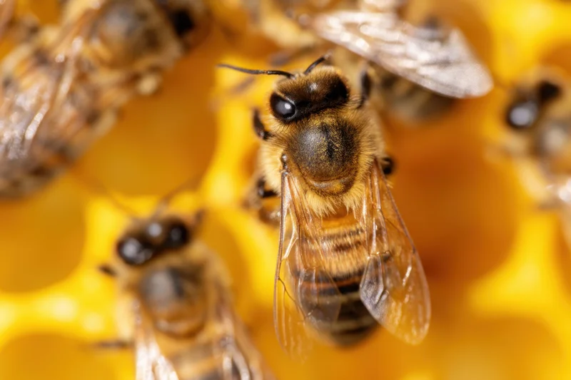 Honeybee worker on honeycomb with other bees in close-up view