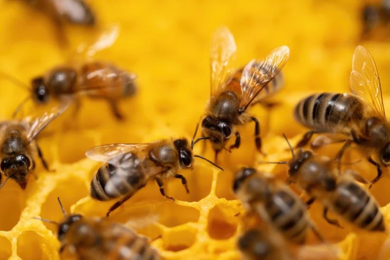 Honeybees crawling on a honeycomb structure in a hive