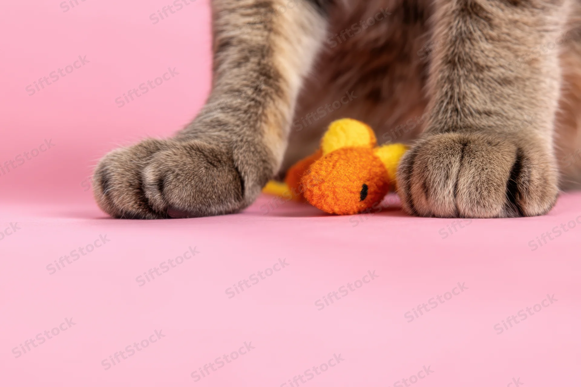Close-up of cat paws resting on a pink surface with a small orange and yellow plush toy between them