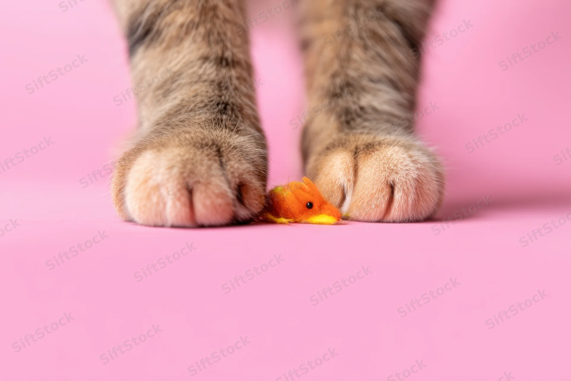 Cat paws holding a small orange plush mouse toy on a pink background