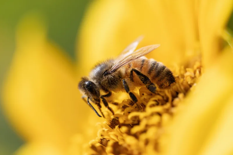 Honeybee perched on sunflower collecting pollen in garden during daytime