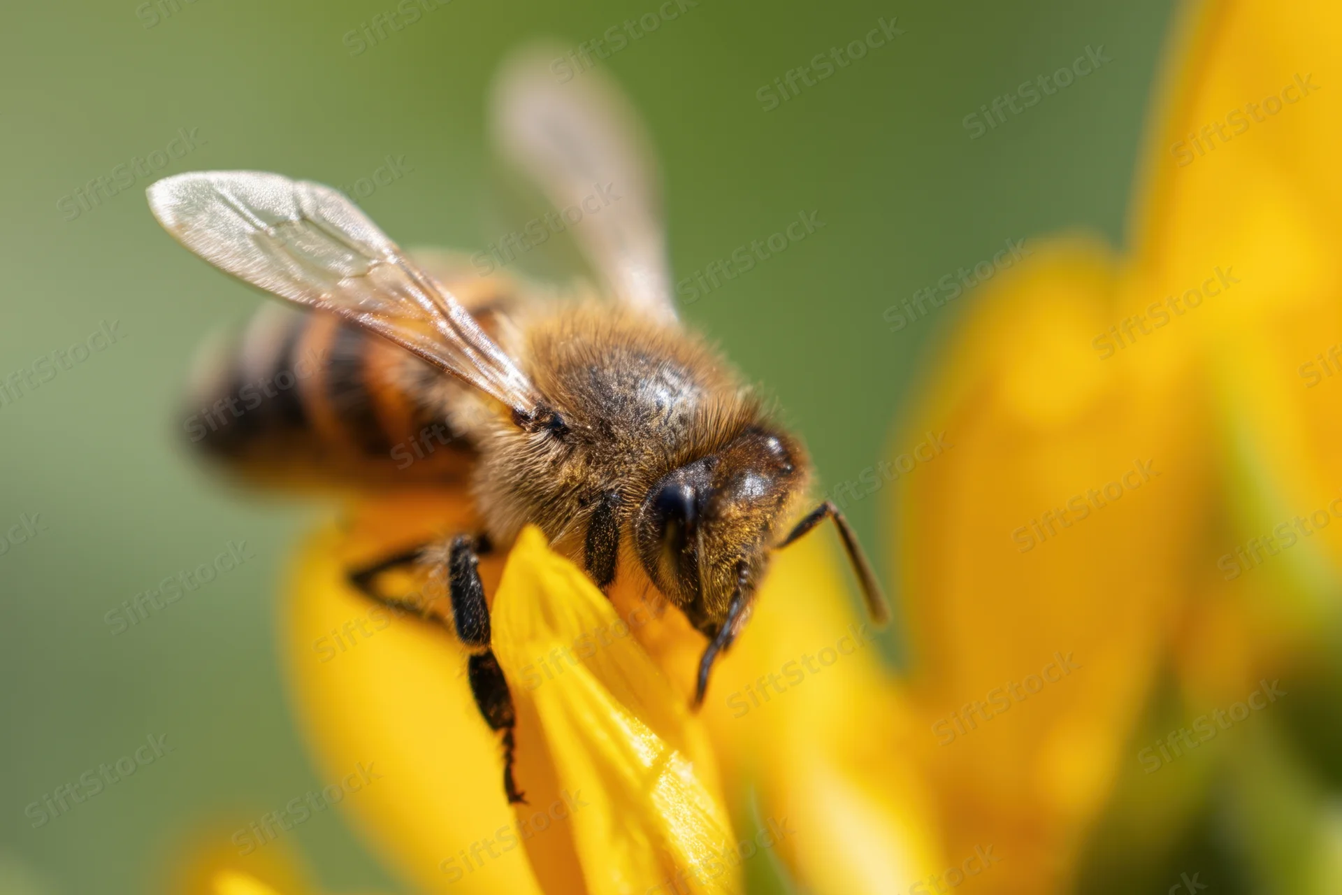 Honeybee foraging on a sunflower petal in a garden setting
