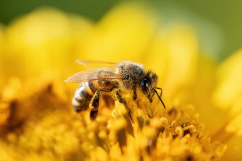 Honeybee foraging on sunflower bloom in garden