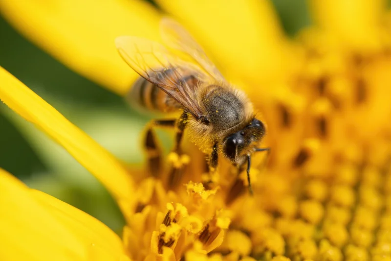 Honeybee collecting pollen on a sunflower flower head in a garden setting