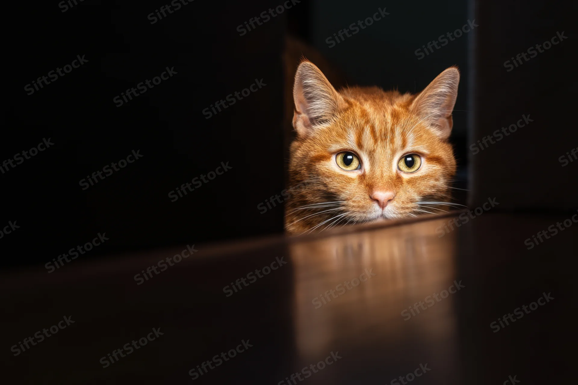 Orange cat peeking through a dark hole in furniture with reflection on glossy floor