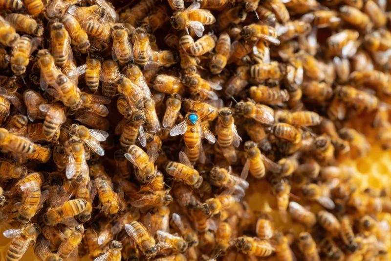 Dense cluster of honey bees on honeycomb with marked queen bee at center