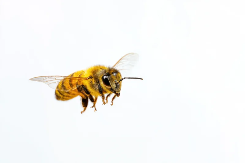 Honeybee in mid-flight with detailed textures against white background