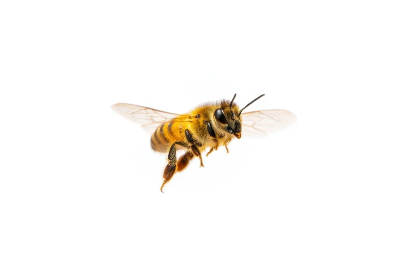 Honeybee in mid-flight with wings extended against white background