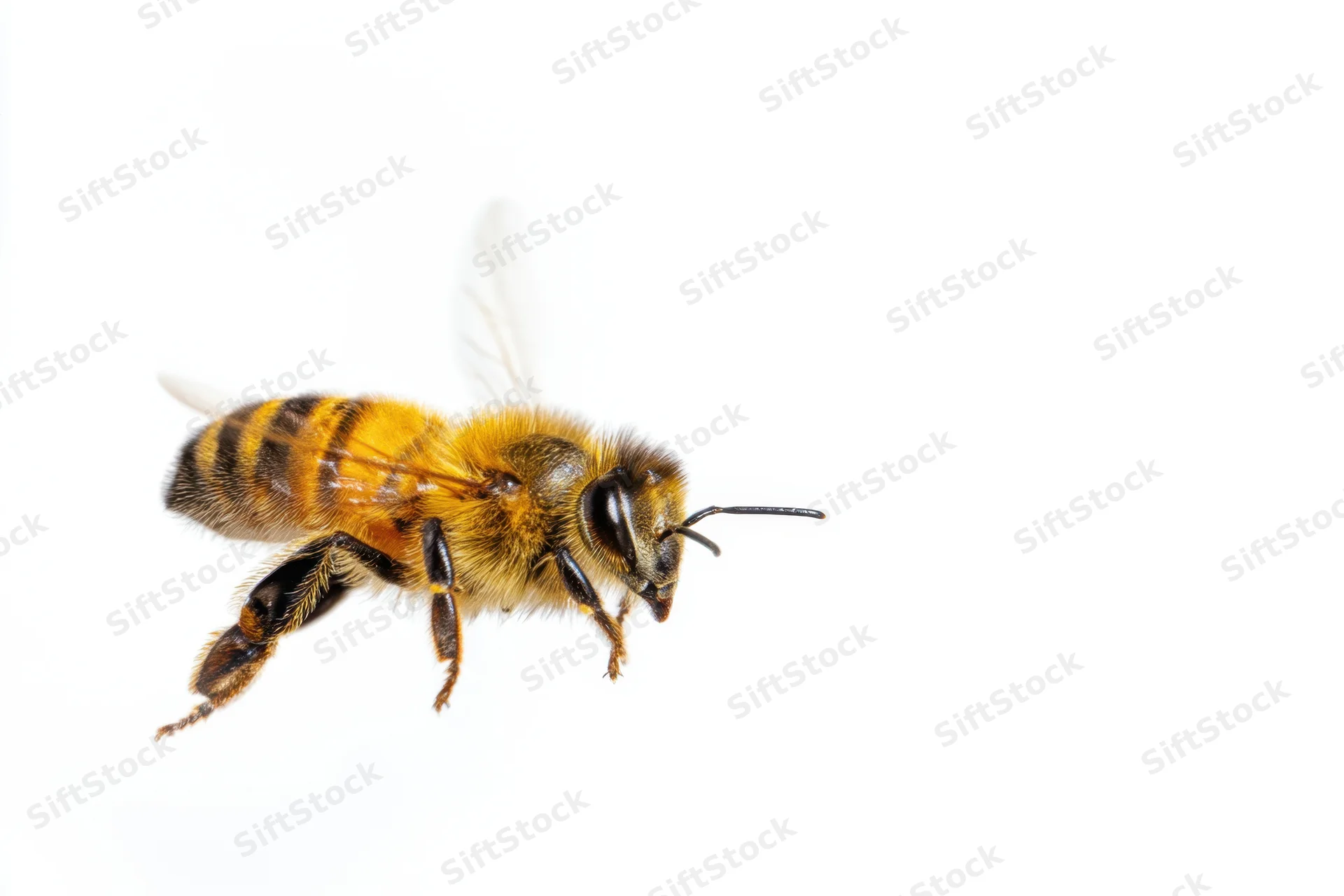 Honeybee in mid-flight with detailed textures of body and wings against white background