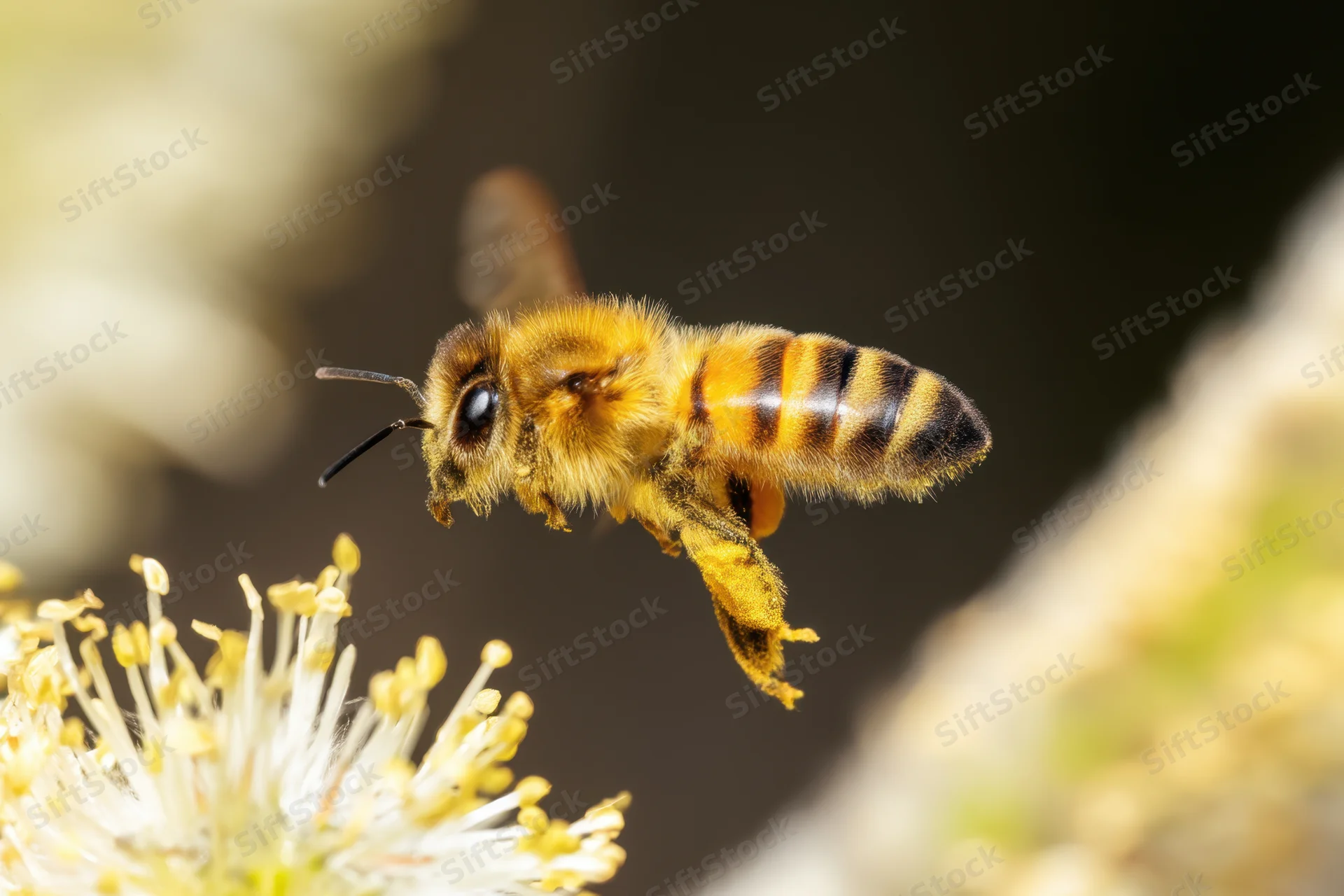 Honeybee in mid-flight hovering near a white flower with visible pollen on its legs