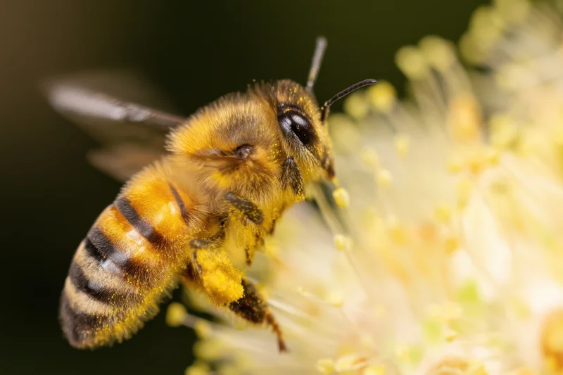 Honeybee foraging on a flower, collecting pollen and nectar in a garden setting