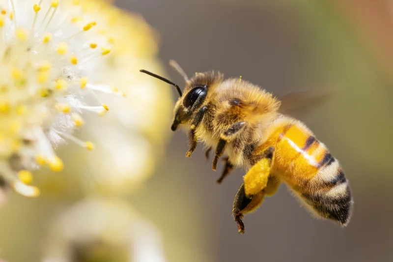 Honeybee in mid-flight approaching a white flower with visible pollen baskets and stamens