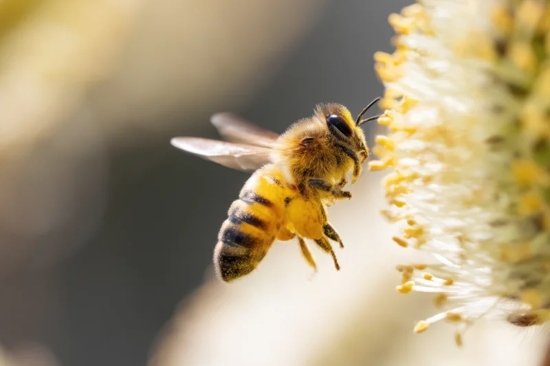 Honeybee hovering near a white flowering plant, feeding on nectar in daylight