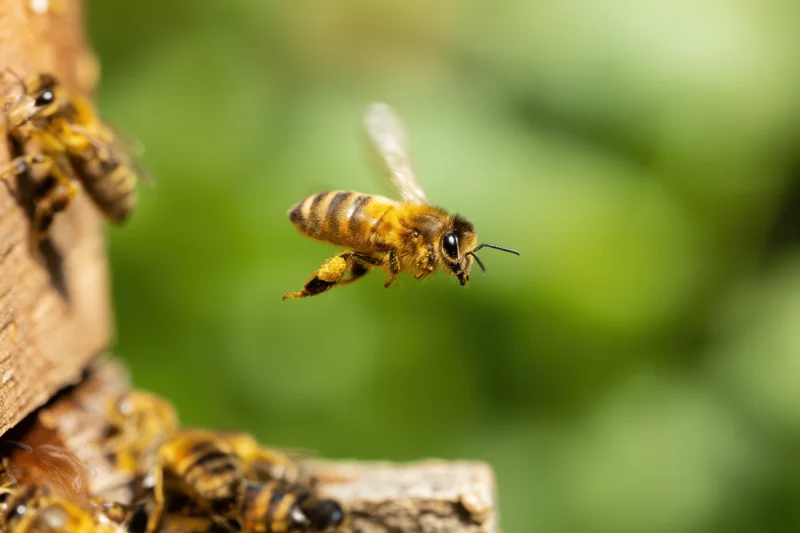 Honeybee in mid-flight approaching hive entrance with blurred wings and green background