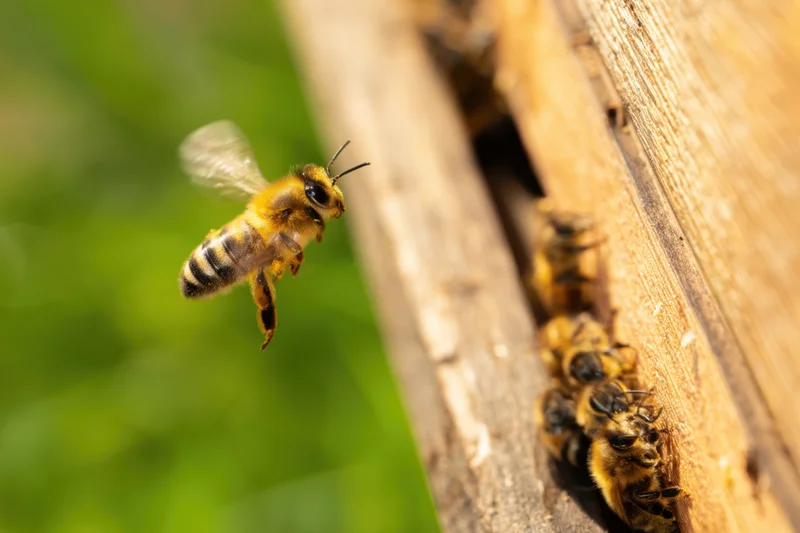 Honeybee in mid-flight approaching hive entrance with blurred wings and green foliage background