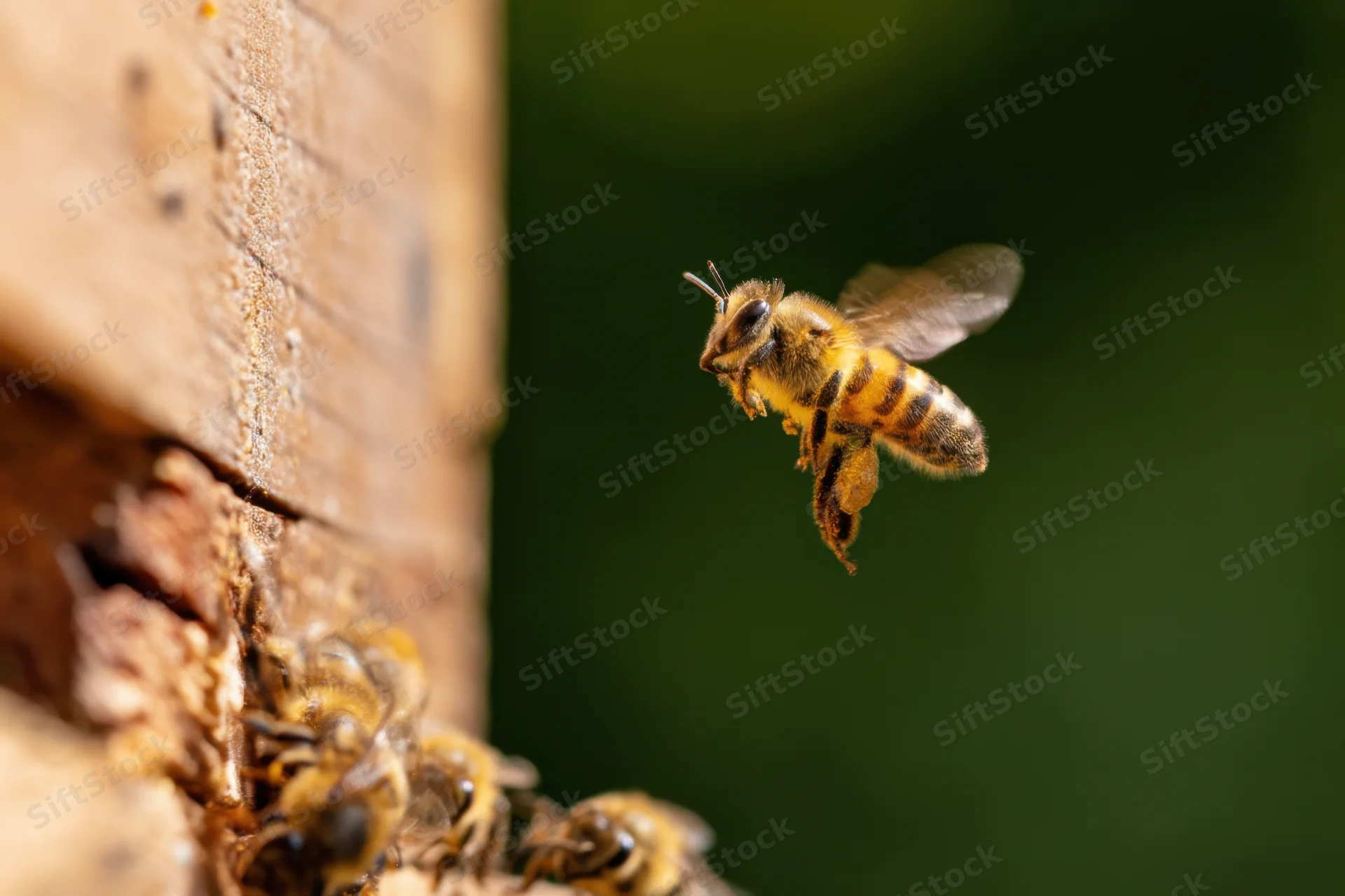 Honeybee in mid-flight approaching wooden hive entrance with blurred wings and other bees at base