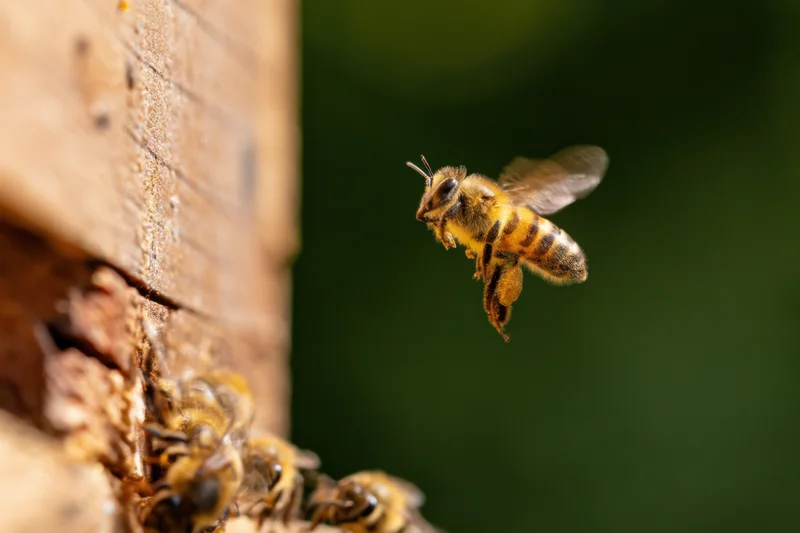 Honeybee in mid-flight approaching wooden hive entrance with blurred wings and other bees at base