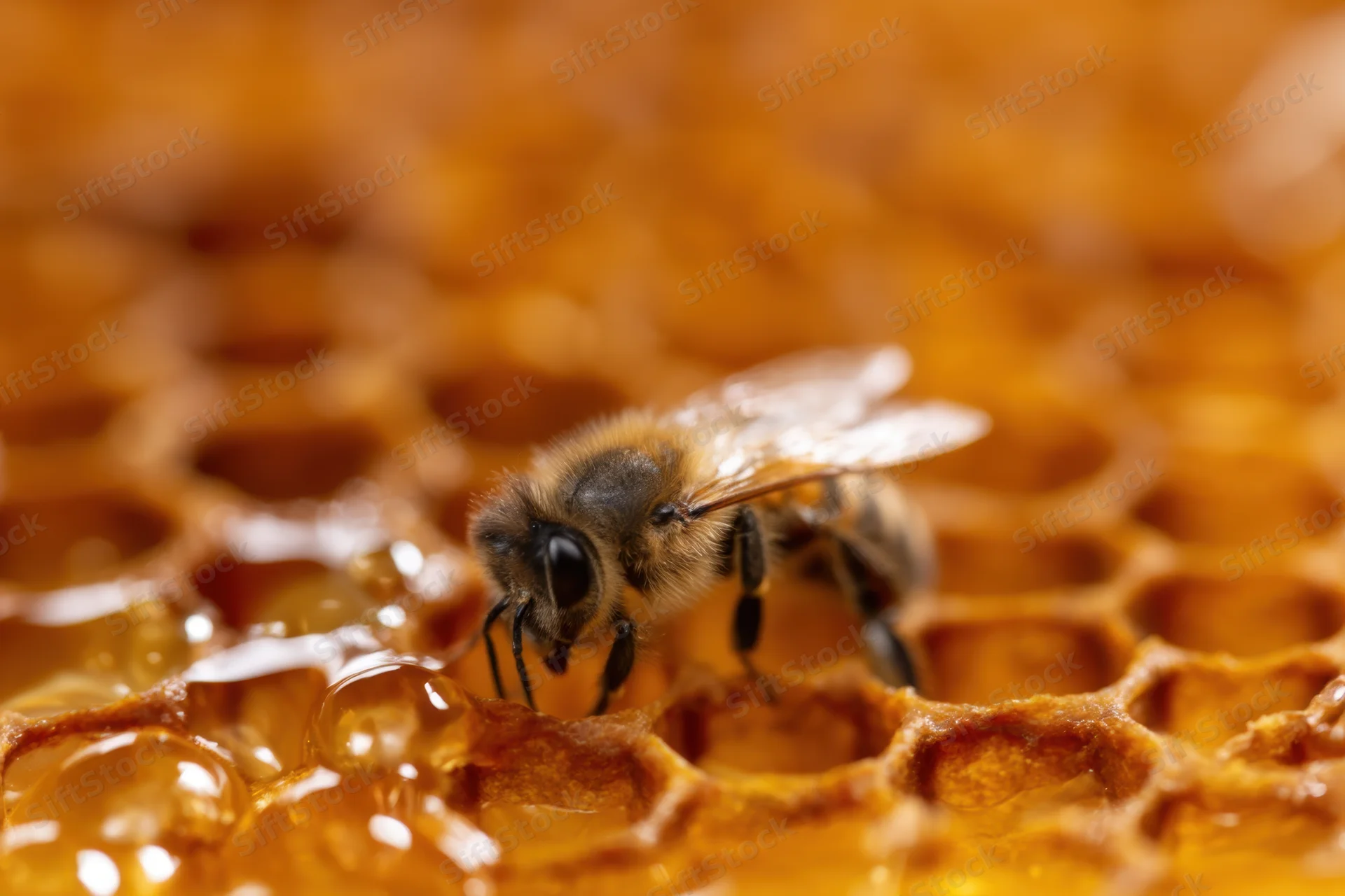 Honeybee perched on honeycomb cell with honey droplets visible in close-up view