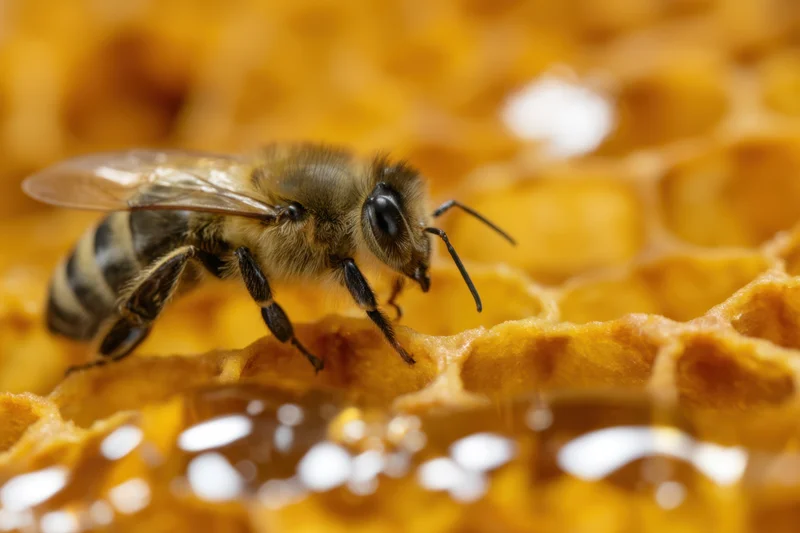 Honeybee perched on honeycomb cell with visible wax structure and golden hue
