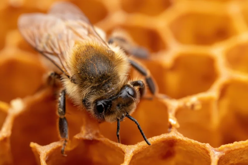 Honeybee perched on honeycomb with detailed texture visible in closeup view