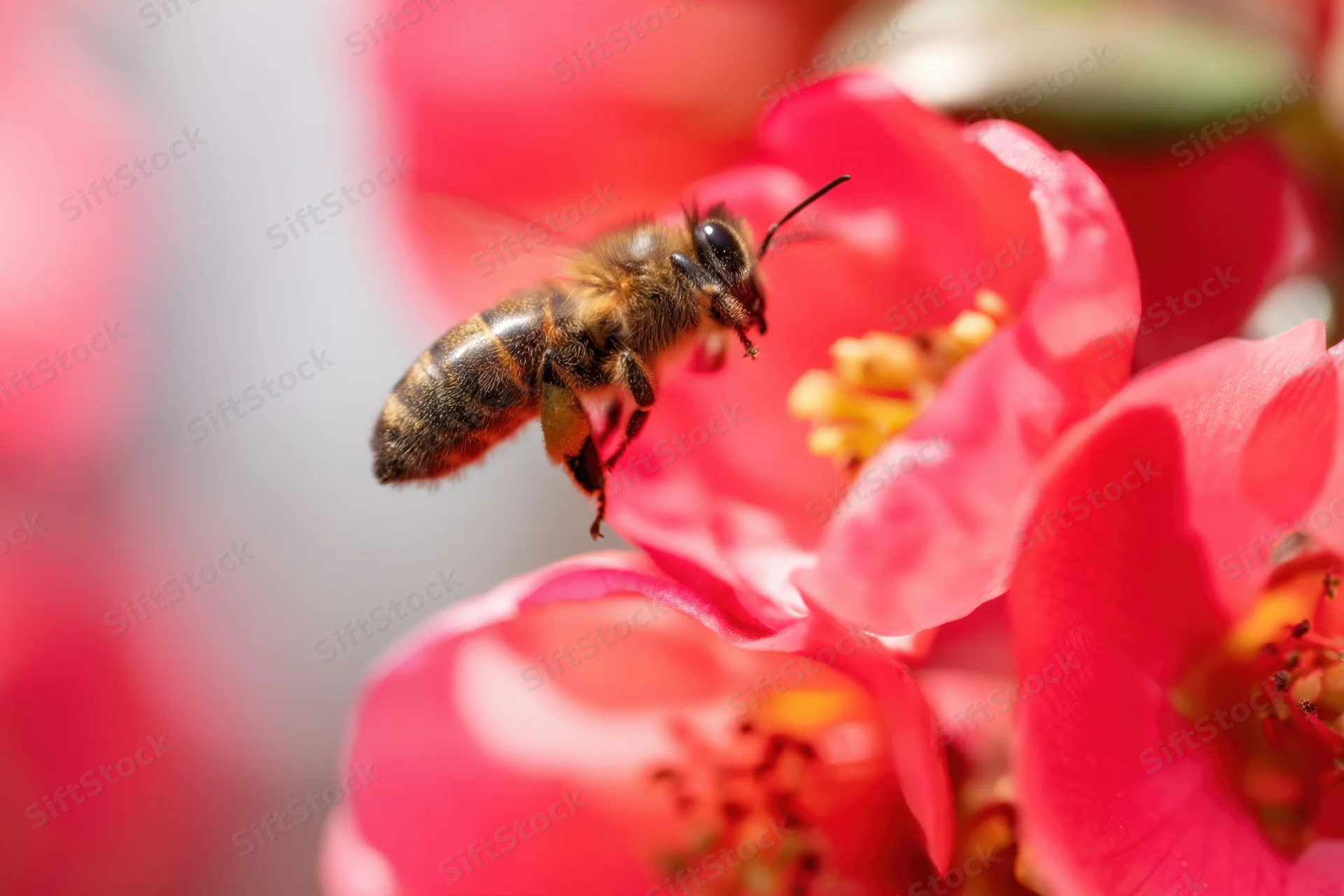 Honeybee in mid-flight approaching a pink flower in a garden