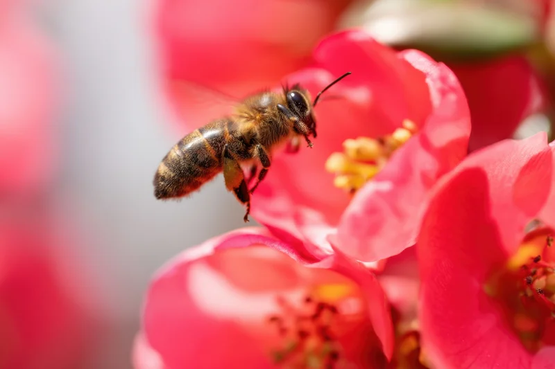 Honeybee in mid-flight approaching a pink flower in a garden