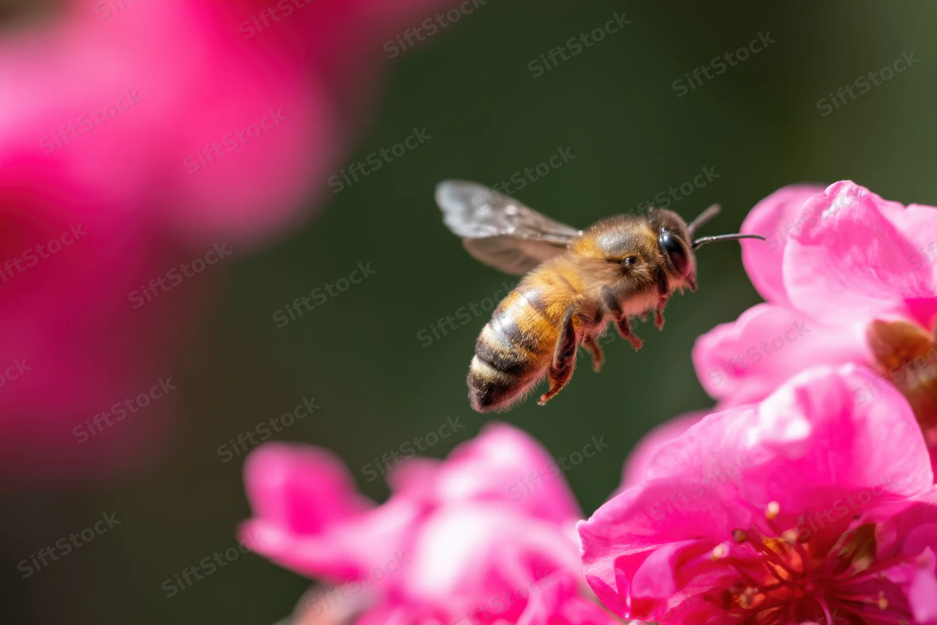 Honeybee in mid-flight approaching pink blossoms in a garden