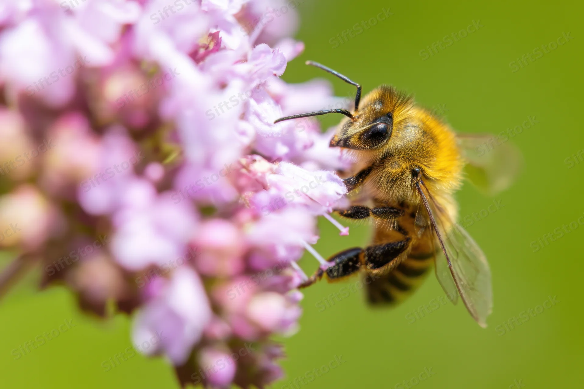 Honeybee perched on cluster of soft purple flowers feeding on nectar in garden setting
