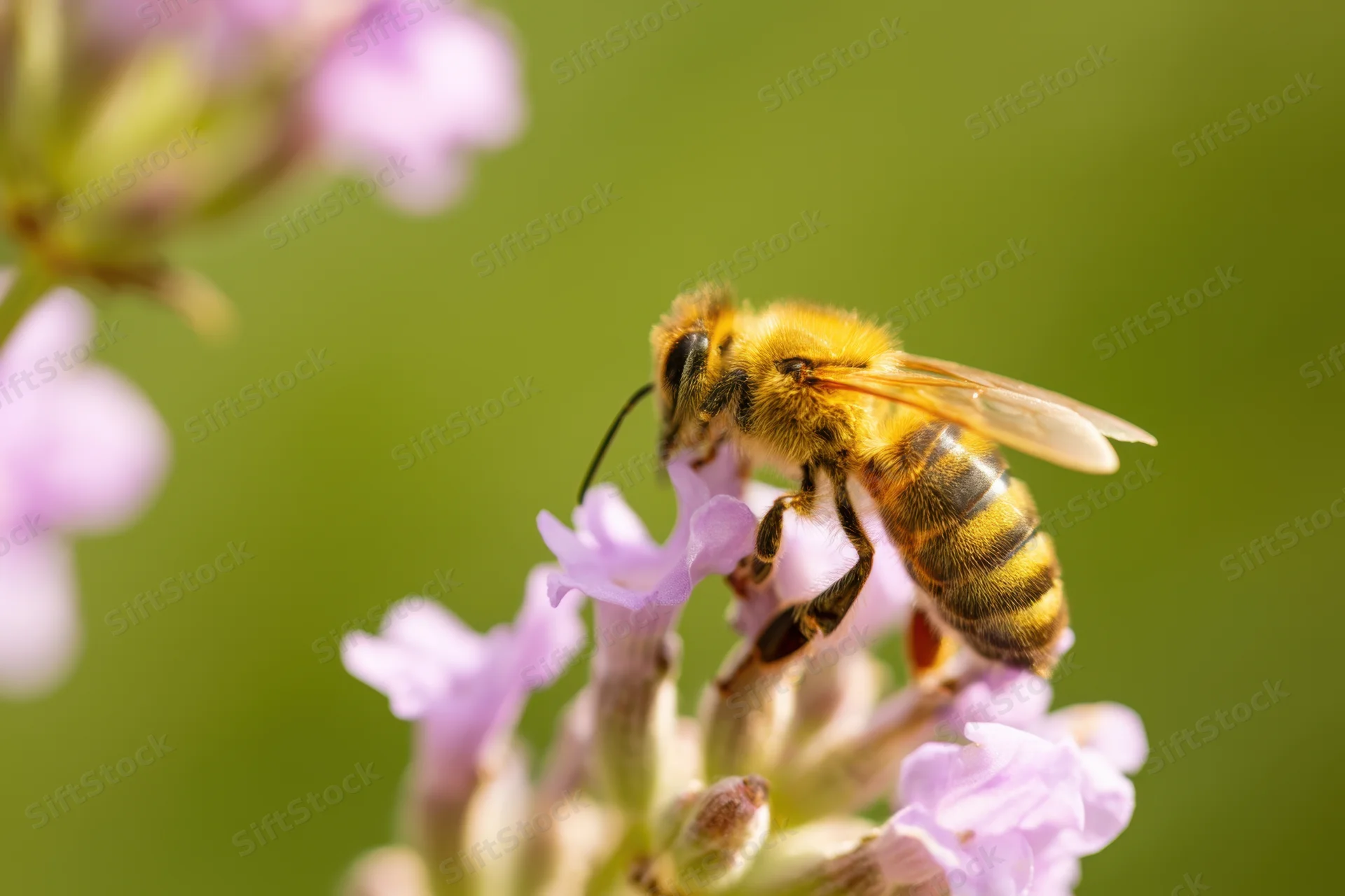 Honeybee foraging on a cluster of soft purple lavender flowers in a garden