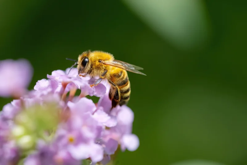 Honeybee foraging on a cluster of soft purple flowers in a garden setting