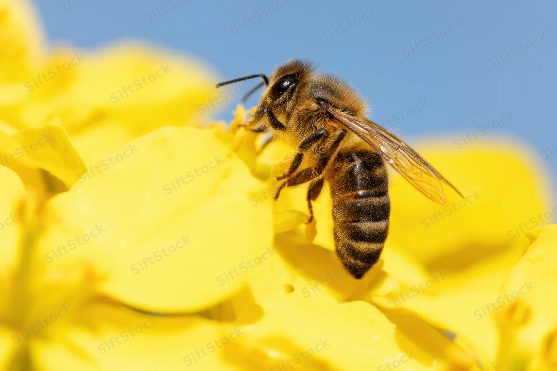 Honeybee foraging on a bright yellow canola flower under clear blue sky