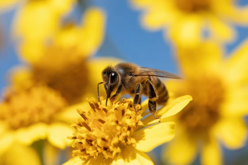 Honeybee collecting nectar from a yellow flower in a sunny outdoor setting