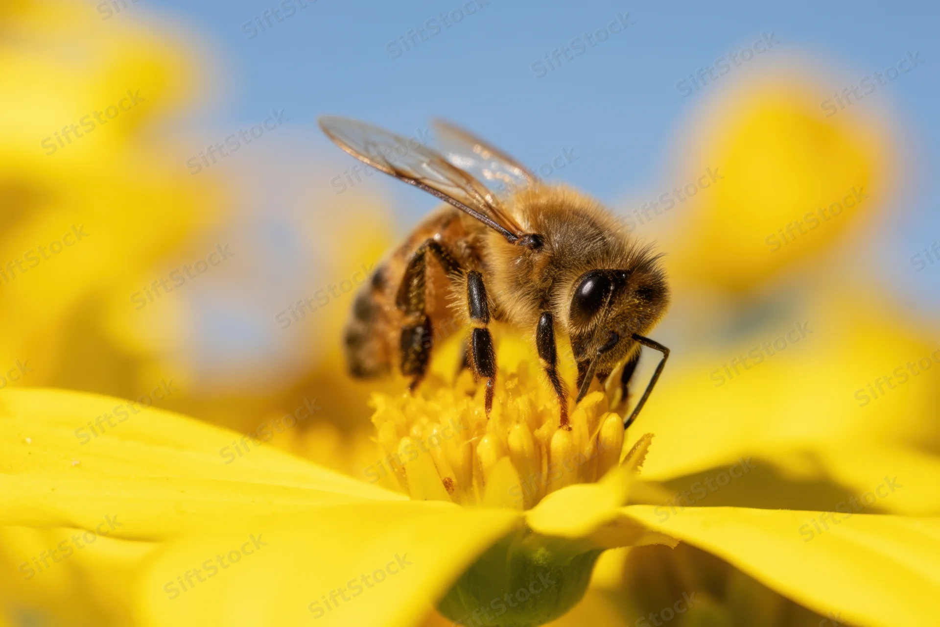 Honeybee collecting nectar from a bright yellow flower in a garden setting