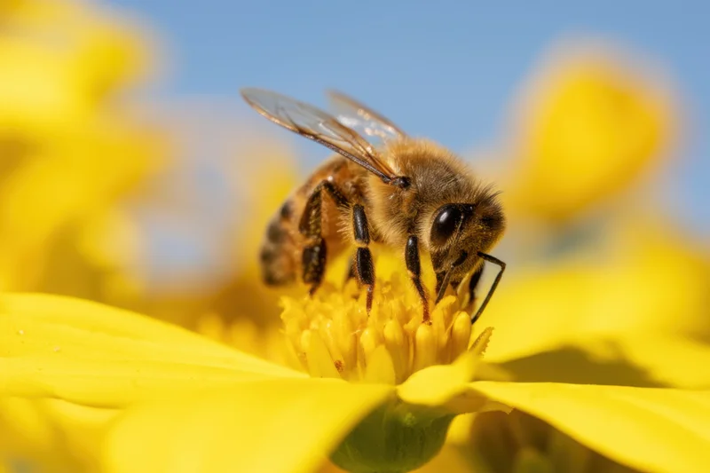Honeybee collecting nectar from a bright yellow flower in a garden setting