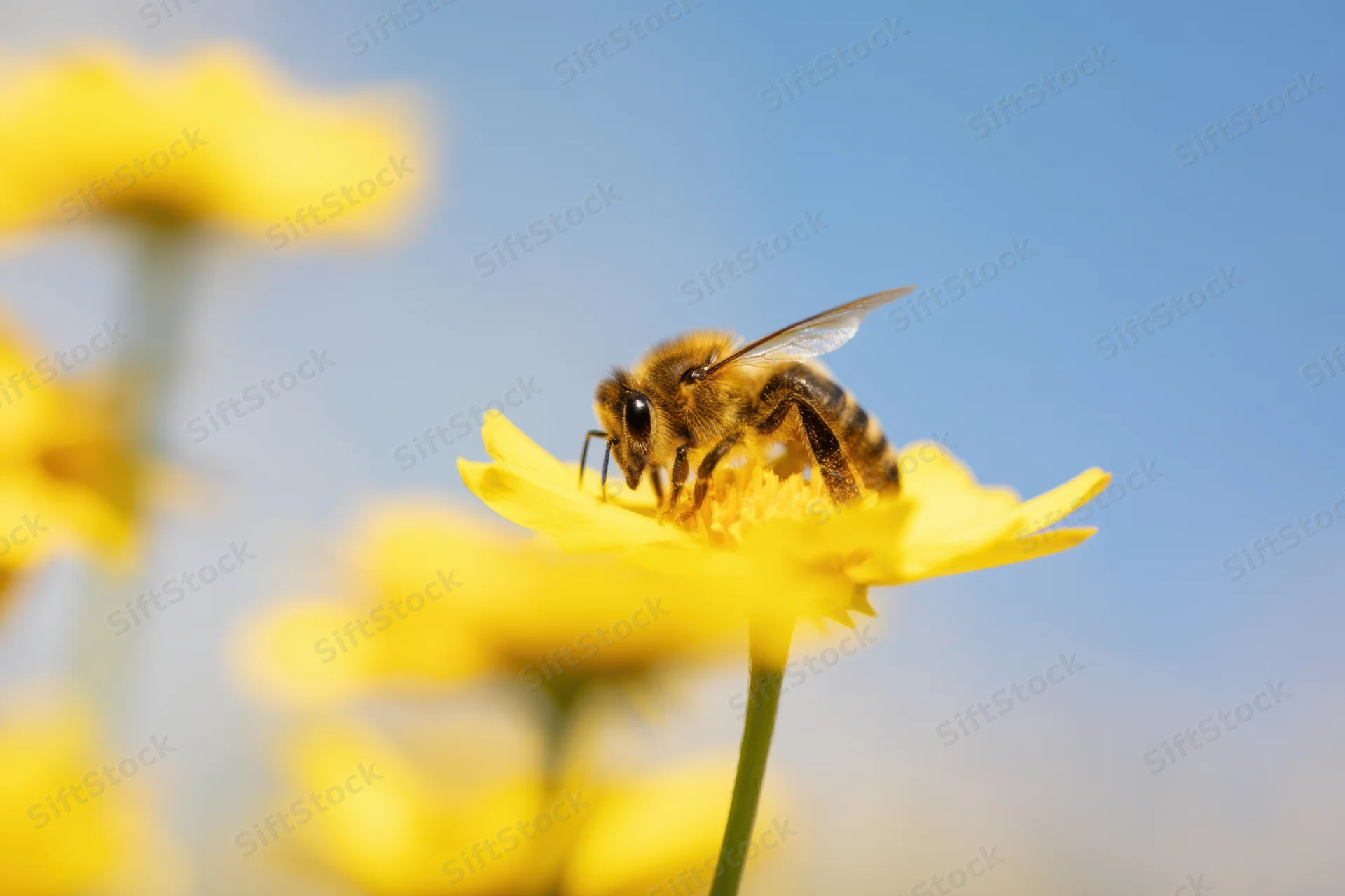 Honeybee foraging on a yellow flower in a sunny outdoor setting